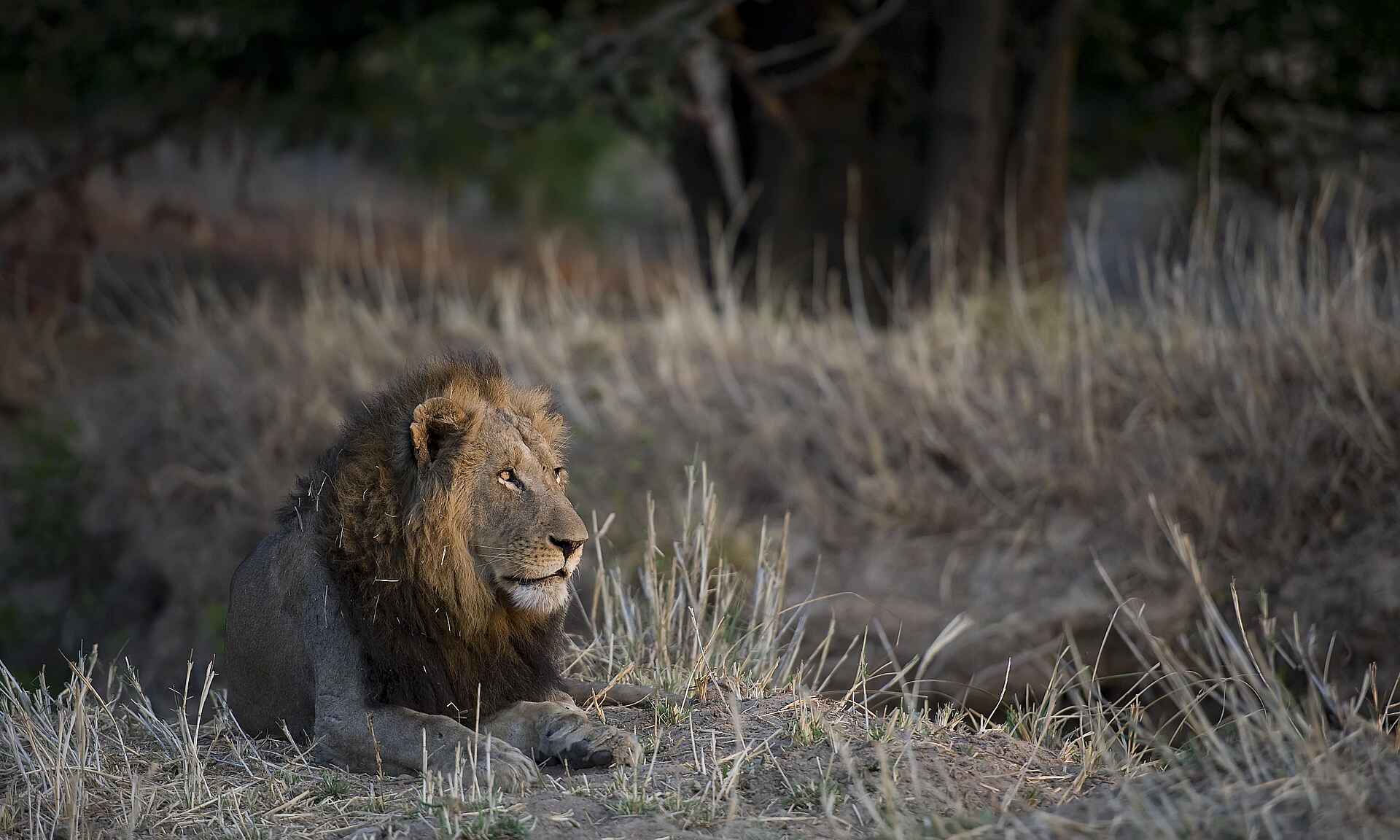 Ntemwa Busanga Bushcamp: Junges Löwenmännchen
