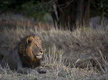 Ntemwa Busanga Bushcamp: Junges Löwenmännchen