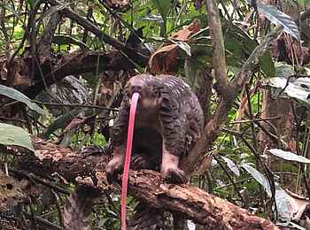 Sangha Lodge: Schuppentierzunge Sangha Lodge: Schuppentierzunge