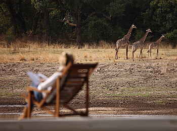 Time + Tide Chinzombo: Giraffen vor dem Viewingdeck