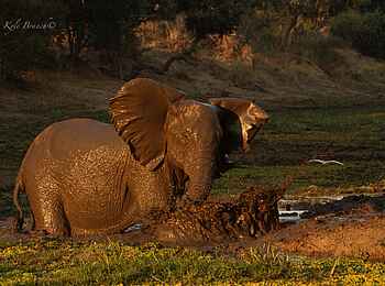 Tusk and Mane Safaris: Schlammbad Tusk and Mane Safaris: Schlammbad