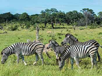 Verney's Camp: Zebragruppe