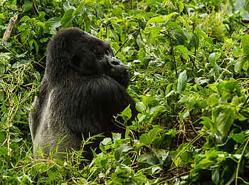 Bisate Lodge: Silverback-Gorilla Bisate Lodge: Silverback-Gorilla