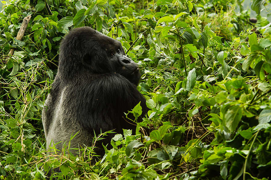 Bisate Lodge: Silverback-Gorilla Bisate Lodge: Silverback-Gorilla