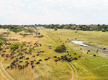 Camp Xakanaxa: Game Drive