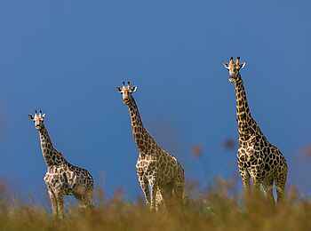 Daunara Safari Camp: Giraffen