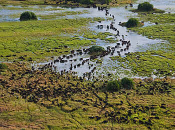 Duba Plains Camp: Büffelherde im Überschwemmungsgebiet