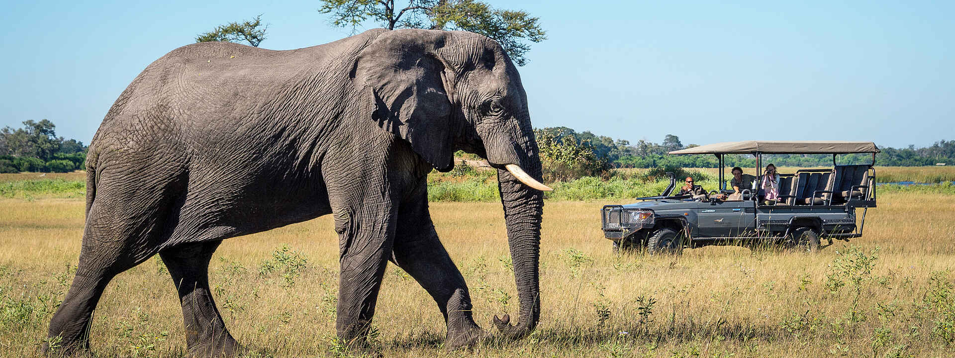 Elefantenbegegnung während einer Pirschfahrt