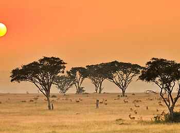 Ishasha Wilderness Camp: Wie aus dem Reisekatalog Ishasha Wilderness Camp: Wie aus dem Reisekatalog
