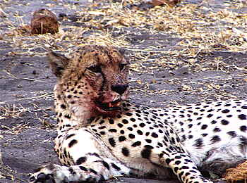 Kwara Camp: Gepard nach einer Blutmahlzeit Kwara Camp: Gepard nach einer Blutmahlzeit
