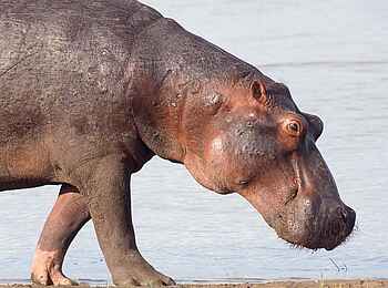 Laba Siwandu Camp: Nilpferd