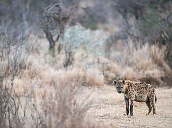 Laikipia Wilderness River Camp: Tüpfelhyäne Laikipia Wilderness River Camp: Tüpfelhyäne