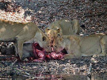 Leopard Lodge: Lion Kill