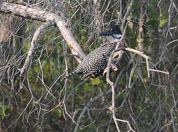Leopard Lodge: Riesenfischer