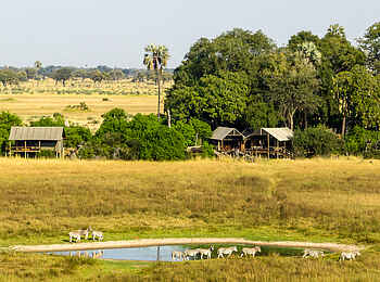 Mokolwane Camp: Zebras am Wasserloch vor Camp