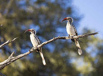 Monachira Camp: Nashornvögel Monachira Camp: Nashornvögel