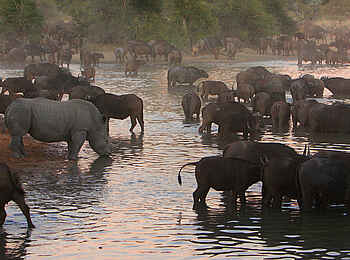 Motswari Game Lodge: Elefantenherde