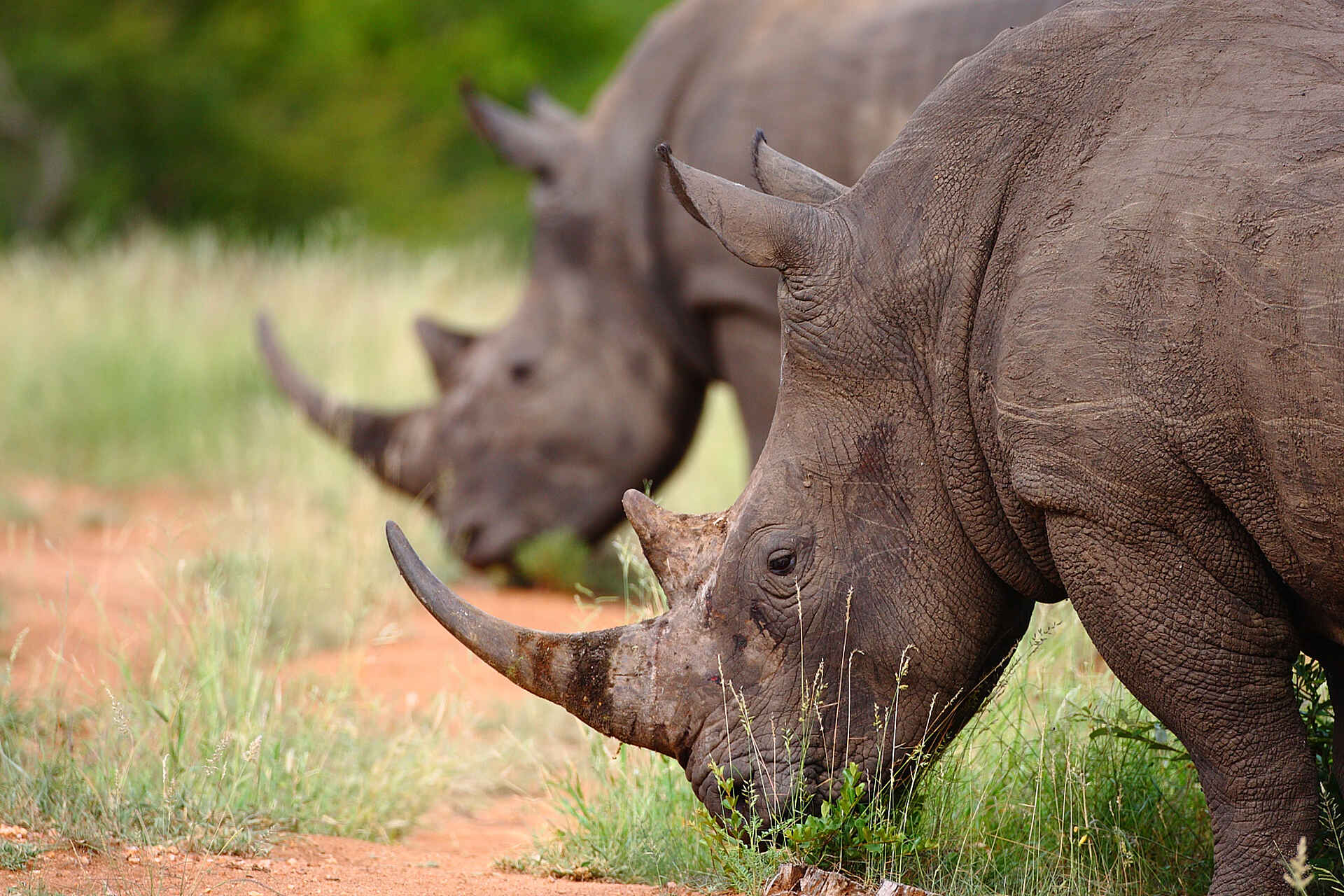 Fluss Sohebele, Kruger National Park, Krüger-Nationalpark, Motswari, Motswari Game Lodge, Motswari Private Game Reserve, Sohebele, Südafrika, Timbavati, Timbavati Nature Reserve, Big Five, Nashorn, Natur, Pirschfahrt, Tierbeobachtung, Tiere, Wildbeobachtung, Afrikarma, Afrikarma Safaris, Afrikarma Safaris - Wildnis. Hautnah., afrikarma.de