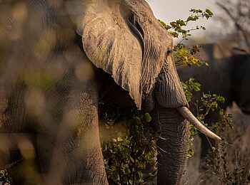 Mpala Jena Camp: Elefanten im Busch Mpala Jena Camp: Elefanten im Busch