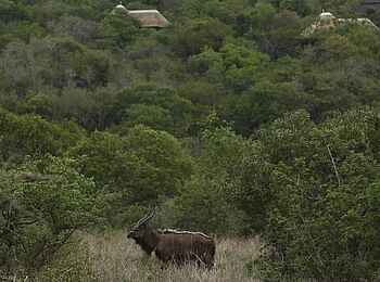 Phinda Mountain Lodge: Nyala-Männchen Phinda Mountain Lodge: Nyala-Männchen