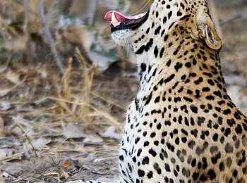Robin Pope Safaris: Gähnender Leopard