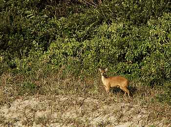 Rocktail Beach Camp: Rotducker
