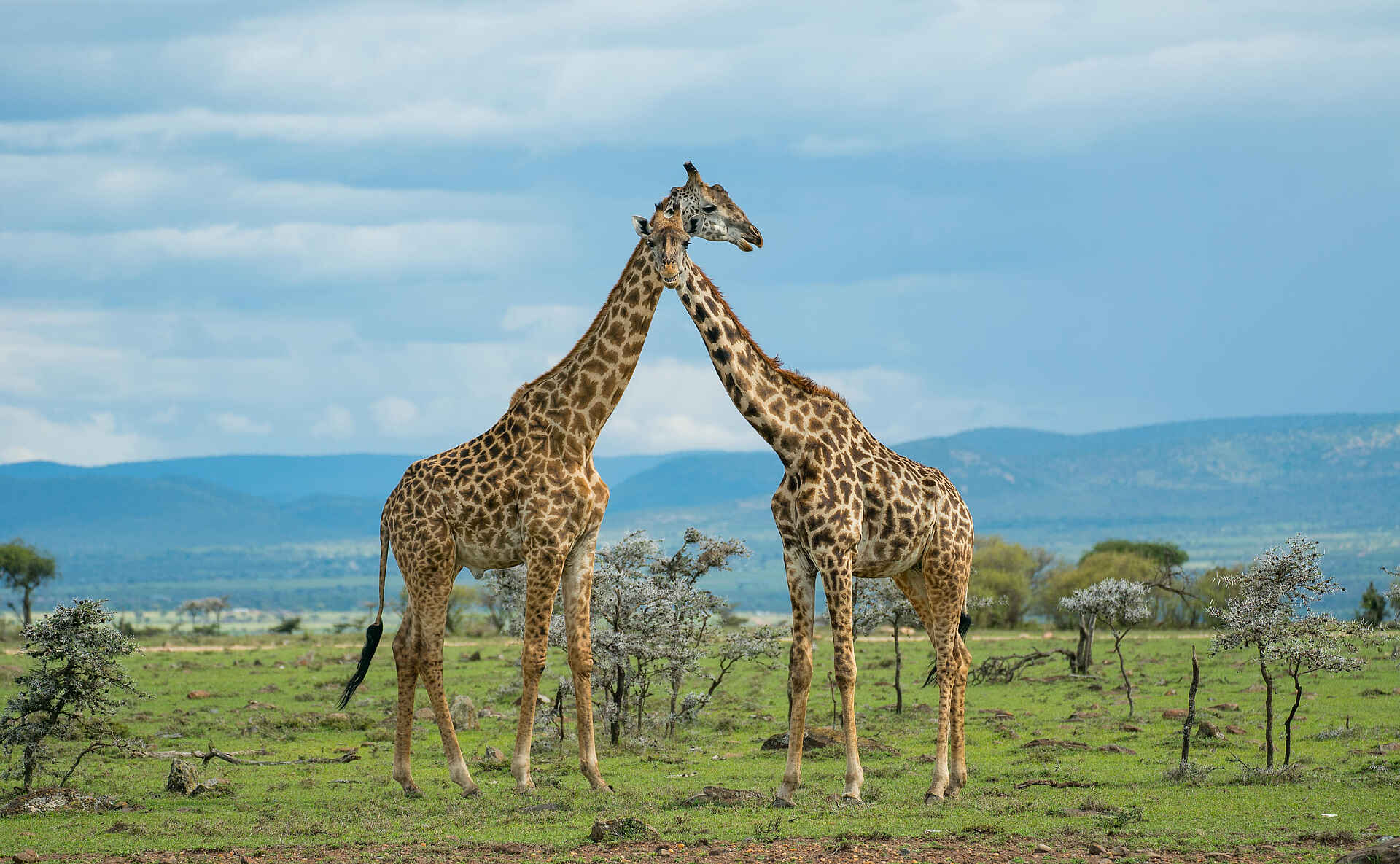 Saruni Leopard Hill: Giraffen