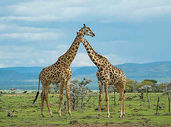 Saruni Leopard Hill: Giraffen Saruni Leopard Hill: Giraffen