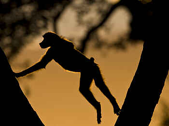 Selinda Explorers Camp: Springender Pavian Selinda Explorers Camp: Springender Pavian