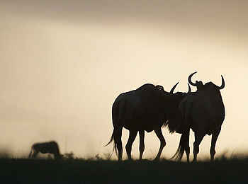 Serian´s Lamai Camp: Gnus