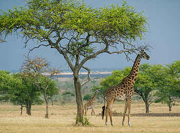 Singita Mara River Tented Camp: Giraffe Singita Mara River Tented Camp: Giraffe