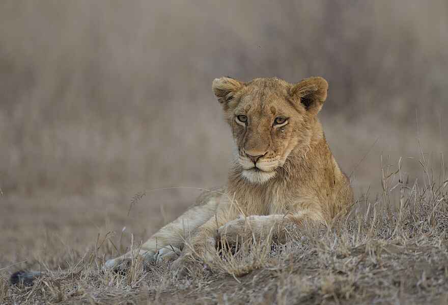 Siviti Timbavati Plains Lodge: Ein Löwe Siviti Timbavati Plains Lodge: Ein Löwe