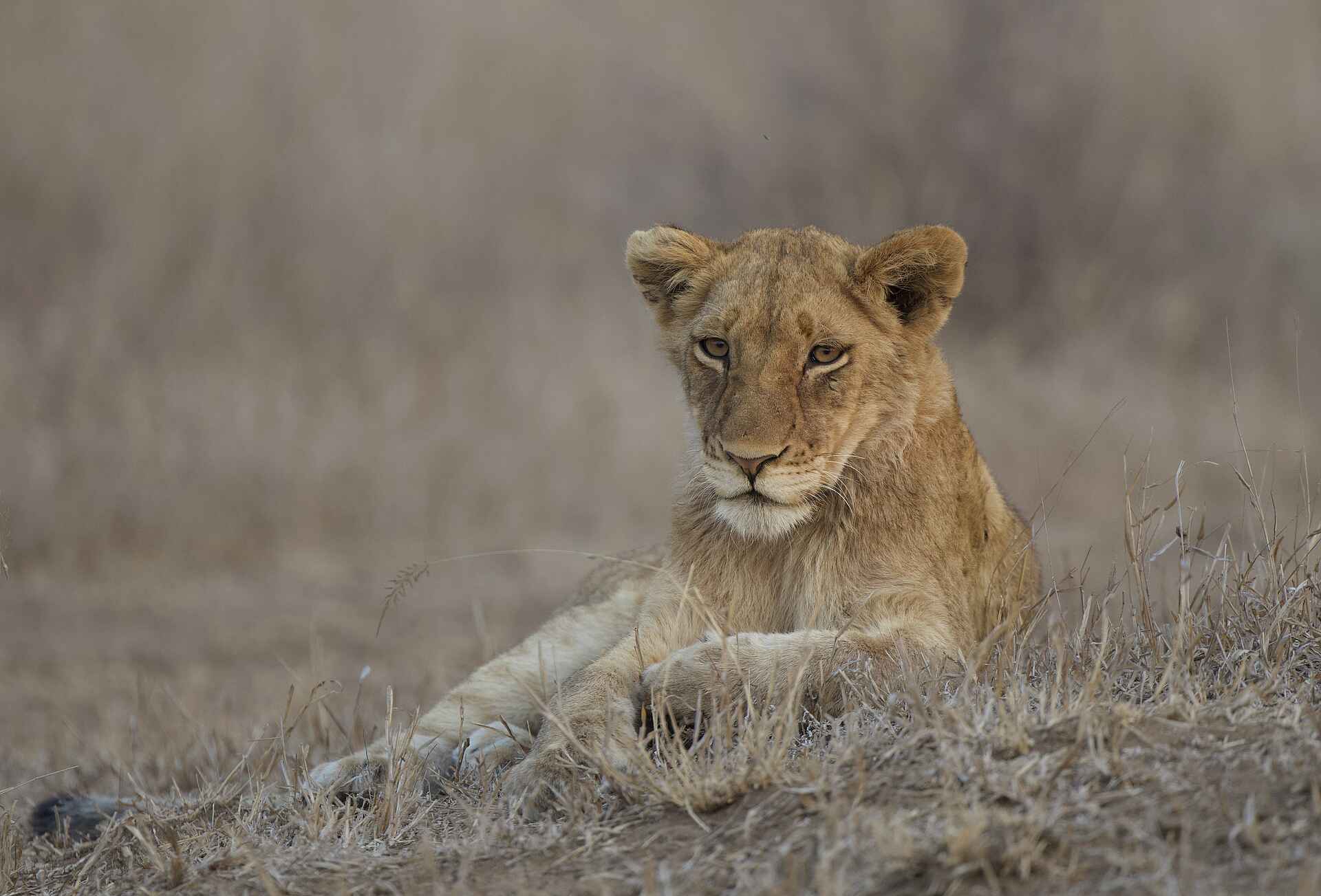 Siviti Timbavati Plains Lodge: Ein Löwe
