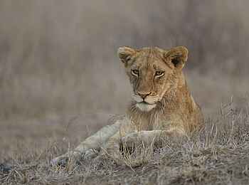 Siviti Timbavati Plains Lodge: Ein Löwe Siviti Timbavati Plains Lodge: Ein Löwe