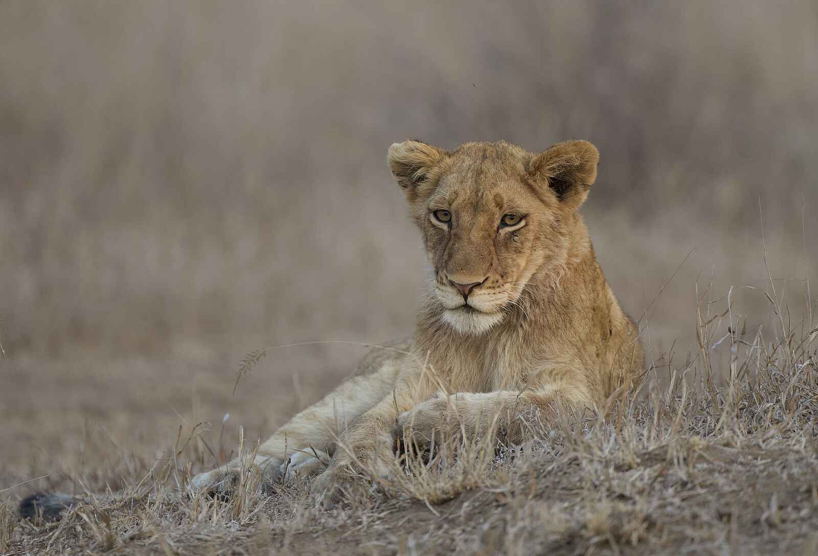 Siviti Timbavati Plains Lodge: Ein Löwe Siviti Timbavati Plains Lodge: Ein Löwe