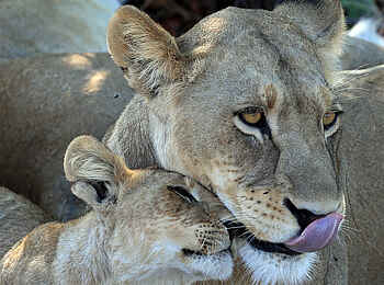 Skybeds: Löwen Skybeds: Löwen