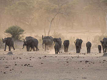 The Hide: Elefanten auf dem Weg zum Wasserloch The Hide: Elefanten auf dem Weg zum Wasserloch