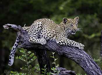 Tubu Tree: Leopardin Tubu Tree: Leopardin