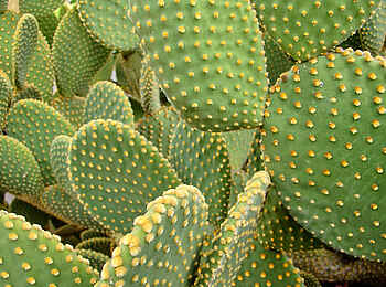 Vingerklip Lodge: Kakteen im Garten der Lodge