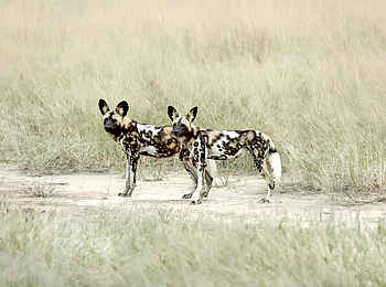 Kanga Expeditions: Wildhundpaar