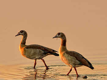 Linyanti Bush Camp: Nilgänse Linyanti Bush Camp: Nilgänse