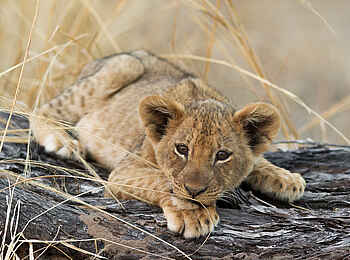 Nkonzi Bush Camp: Löwenbaby Nkonzi Bush Camp: Löwenbaby