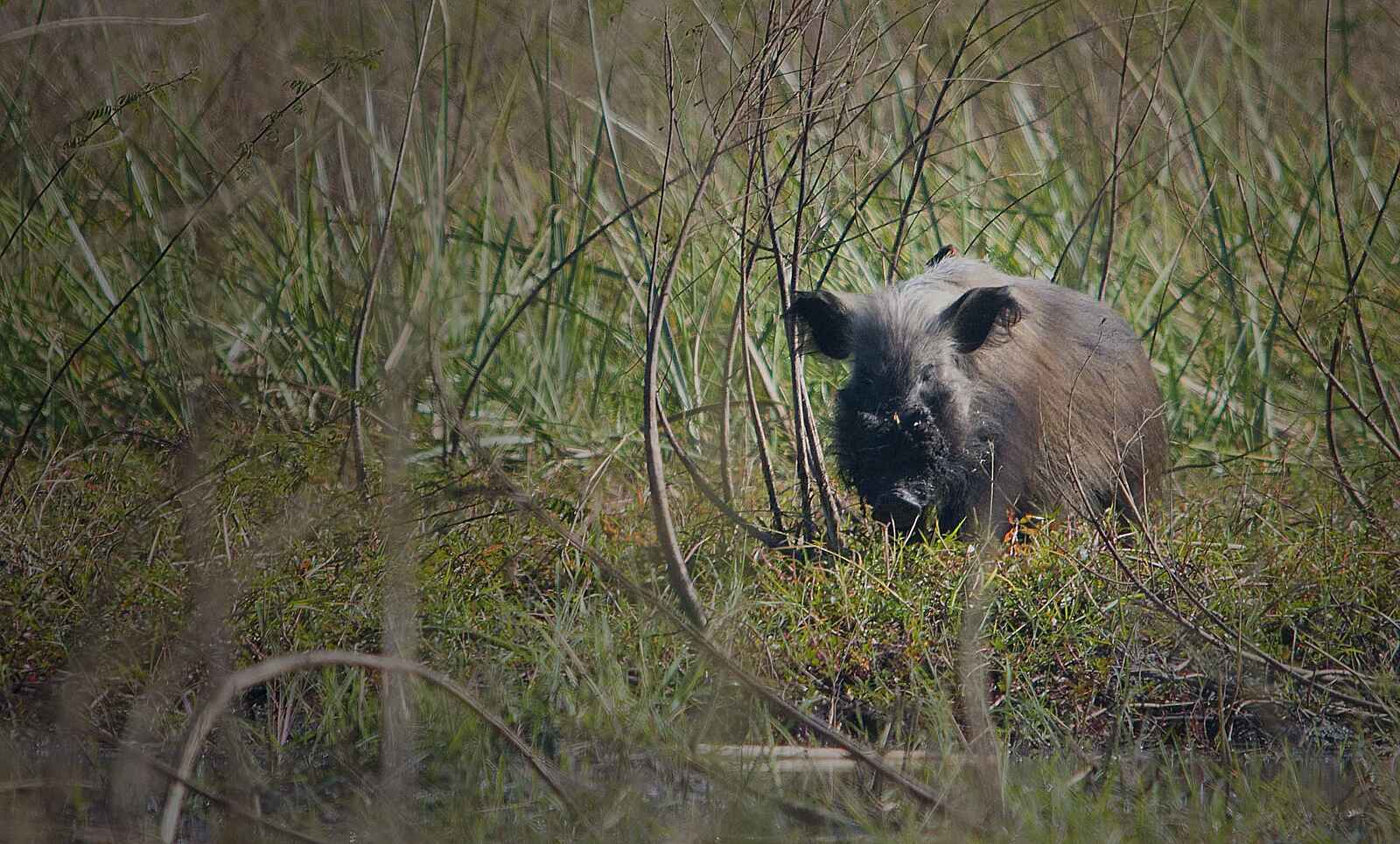 Ntemwa Busanga Bushcamp: Bushpig im Sumpf Ntemwa Busanga Bushcamp: Bushpig im Sumpf
