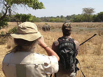 Ntemwa Busanga Bushcamp: Elefanten auf einer Walking Safari