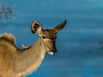 Selinda Camp: Kudu