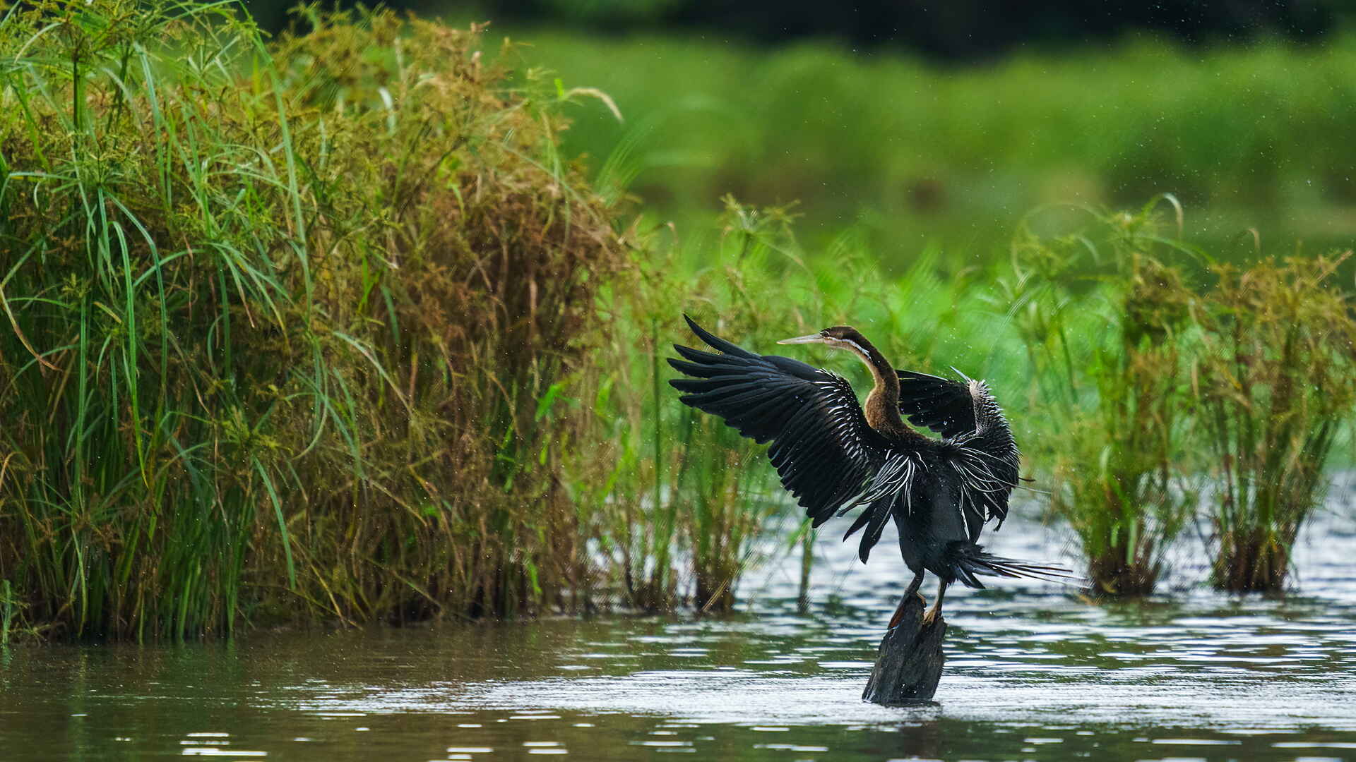Sette Cama Eco Camp: Schlangenhalsvogel