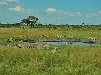 Somalisa Camp: Antilopen und Zebras an einem Wasserloch Somalisa Camp: Antilopen und Zebras an einem Wasserloch