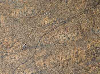 Busanga Bush Camp: Löwe vom Ballon aus gesehen Busanga Bush Camp: Löwe vom Ballon aus gesehen