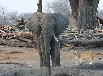 Camp Hwange: Elefant und Löwin