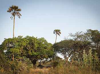 Chada Katavi Camp: Bäume unter blauem Himmel